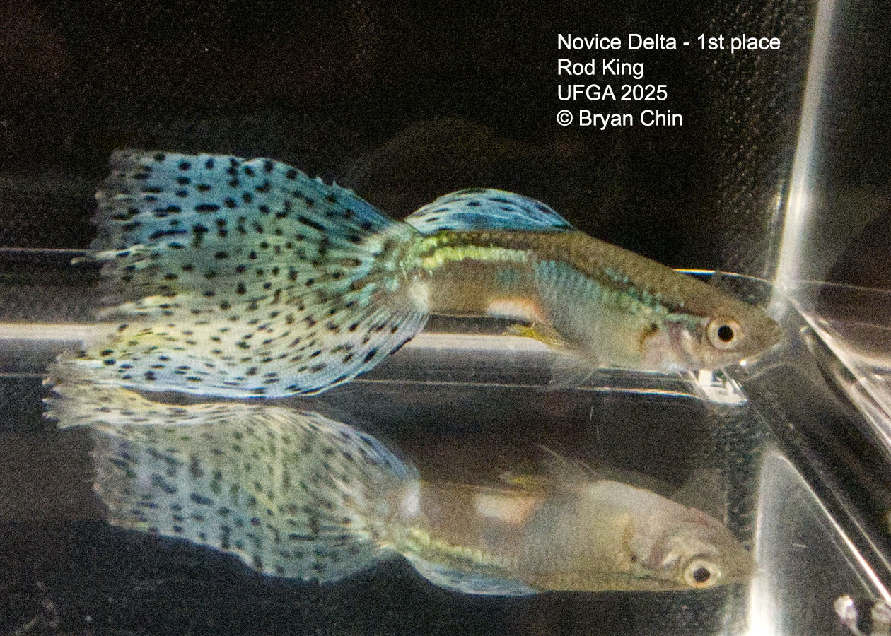 Guppy Novice Bicolor